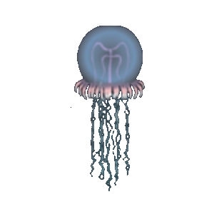 Giant Bell Jellyfish